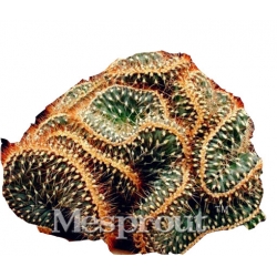 Nasiona Kaktus Echino Tubiflora mix szt.10 N380