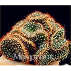 Nasiona Kaktus Echino Tubiflora szt.10 Nxx380