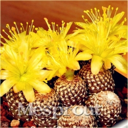 Nasiona Kaktus Echino Tubiflora szt.10 Nxx380