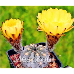 Nasiona Kaktus Echino Tubiflora szt.10 Nxx380