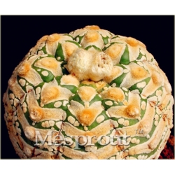 Nasiona Kaktus Echino Tubiflora szt.10 Nxx380