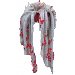 Nasiona Kaktus Hildewintera szt.5 N271