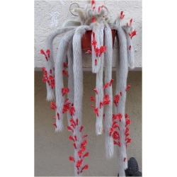 Nasiona Kaktus Hildewintera szt.5 Nxx271