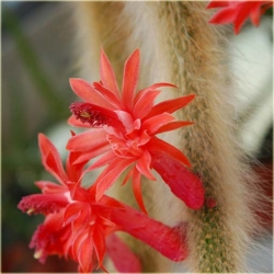 Nasiona Kaktus Hildewintera szt.5 Nxx271