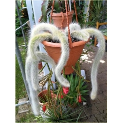 Nasiona Kaktus Hildewintera szt.5 Nxx271