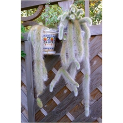 Nasiona Kaktus Hildewintera szt.5 Nxx271