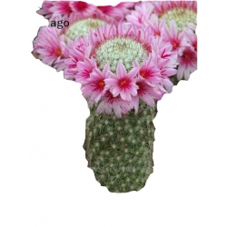 Nasiona Kaktus kwitnący mix szt.10 N197