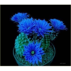 Nasiona Kaktus kwitnący mix szt.10 Nxx197