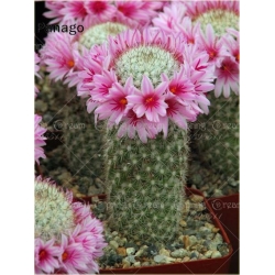 Nasiona Kaktus kwitnący mix szt.10 Nxx197