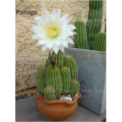 Nasiona Kaktus kwitnący mix szt.10 Nxx197