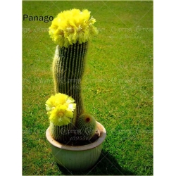 Nasiona Kaktus kwitnący mix szt.10 Nxx197