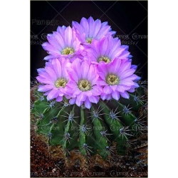 Nasiona Kaktus kwitnący mix szt.10 Nxx197