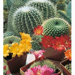 Nasiona Kaktus kwitnący mieszanka szt.20 Nxx740