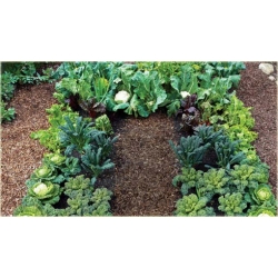 Nasiona Kalafior biały brokuł szt.5 Nxx348