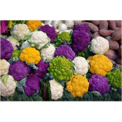 Nasiona Kalafior mix szt.5 Nxx36