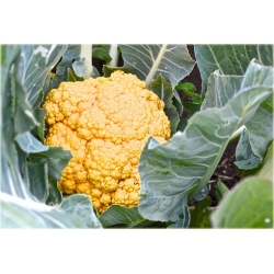 Nasiona Kalafior mix szt.5 Nxx36