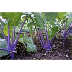 Nasiona Kalarepa duża fioletowa szt.5 Nxx477