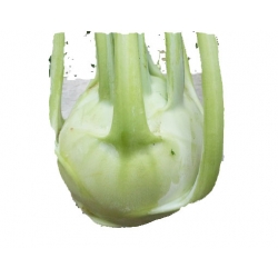 Nasiona Kalarepa najzdrowsza z Holandii duża zielona szt.5 N476