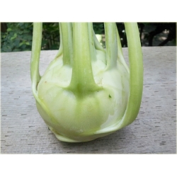 Nasiona Kalarepa duża zielona szt.5 Nxx476