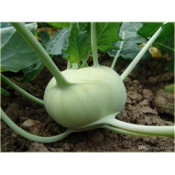 Nasiona Kalarepa duża zielona szt.5 Nxx476