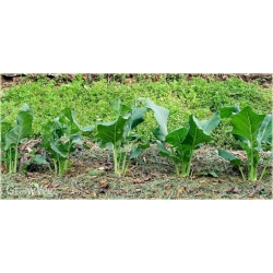 Nasiona Kalarepa duża zielona szt.5 Nxx476