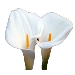 Nasiona Kalia biała szt.5 N444