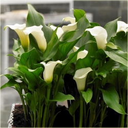 Nasiona Kalia biała szt.5 Nxx444