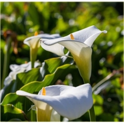 Nasiona Kalia biała szt.5 Nxx444