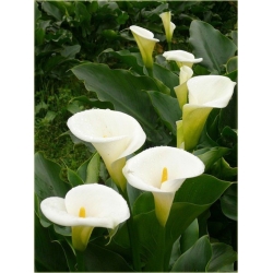 Nasiona Kalia biała szt.5 Nxx444