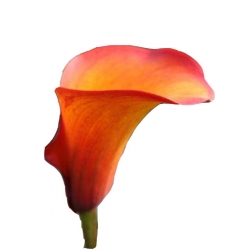 Nasiona Kalia pomarańczowa szt.5 N445