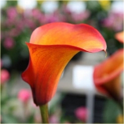 Nasiona Kalia pomarańczowa szt.5 Nxx445