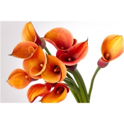 Nasiona Kalia pomarańczowa szt.5 Nxx445