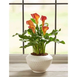 Nasiona Kalia pomarańczowa szt.5 Nxx445