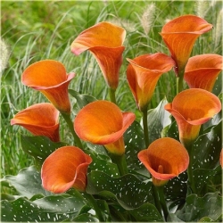 Nasiona Kalia pomarańczowa szt.5 Nxx445