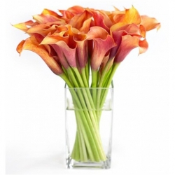 Nasiona Kalia pomarańczowa szt.5 Nxx445