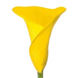Nasiona Kalia żółta szt.5 Nxx443