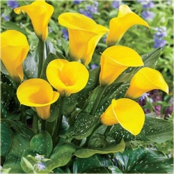 Nasiona Kalia żółta szt.5 Nxx443