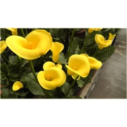 Nasiona Kalia żółta szt.5 Nxx443