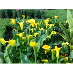 Nasiona Kalia żółta szt.5 Nxx443