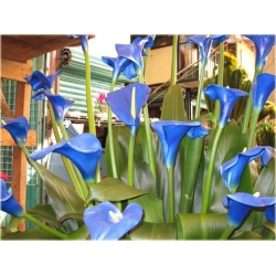 Nasiona Kalijka niebieska szt.5 Nxx150