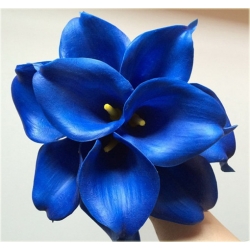 Nasiona Kalijka niebieska szt.5 Nxx150