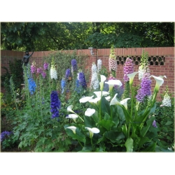 Nasiona Kalijka niebieska szt.5 Nxx150