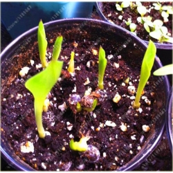 Nasiona Kalijka niebieska szt.5 Nxx150