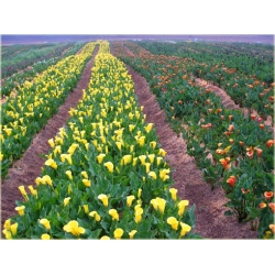 Nasiona Kalijka niebieska szt.5 Nxx150