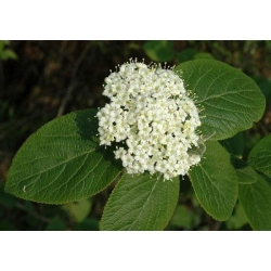 nasiona Kalina hordowina Viburnum lantana szt5 Fore236