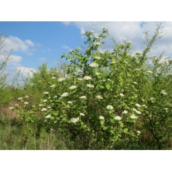 nasiona Kalina hordowina Viburnum lantana szt5 Fore236