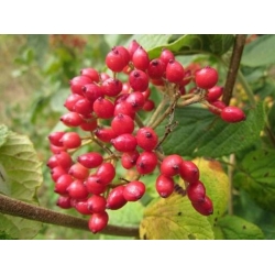 nasiona Kalina hordowina Viburnum lantana szt5 Fore236