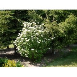 nasiona Kalina hordowina Viburnum lantana szt5 Fore236