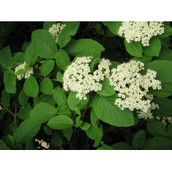 nasiona Kalina hordowina Viburnum lantana szt5 Fore236