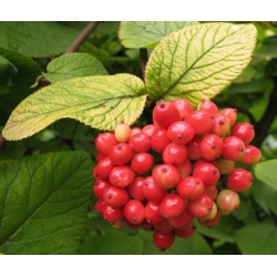 Nasiona Dąb czerwony szt.3 NSxx5